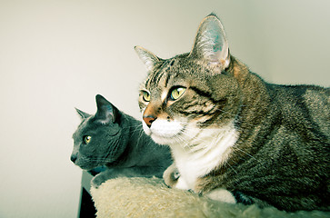 Image showing Two Cats