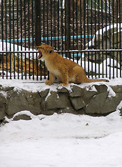 Image showing Lion baby