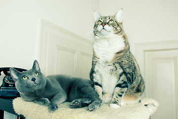 Image showing Two Cats