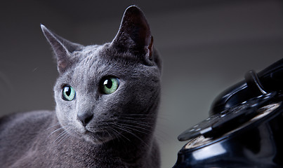 Image showing Two cats with antique phone