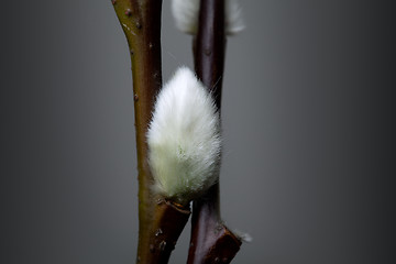 Image showing Willow catkin