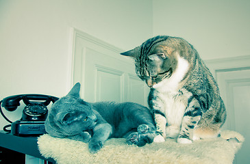 Image showing Two Cats