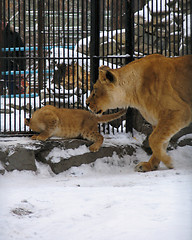 Image showing Lioness and lion baby