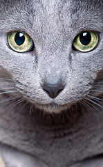 Image showing Cat face