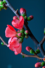 Image showing Cherry Blossoms