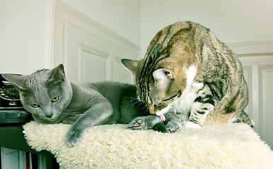 Image showing Two Cats