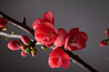 Image showing Cherry Blossoms