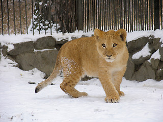 Image showing Lion baby