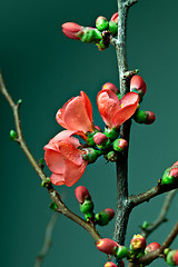 Image showing Cherry Blossoms