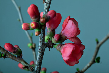 Image showing Cherry Blossoms