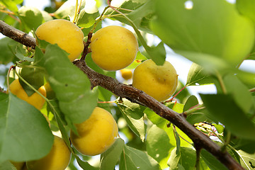 Image showing Apricot