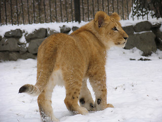Image showing Lion baby