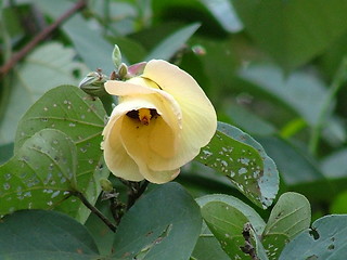 Image showing The rose