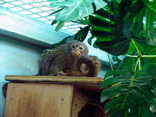 Image showing Pygmy marmoset