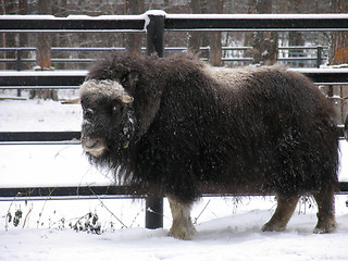 Image showing Musk-ox