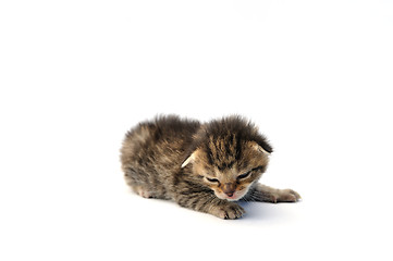 Image showing Kitten over white background