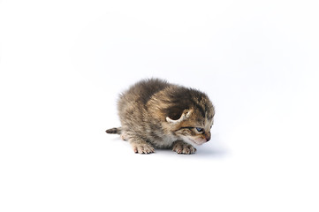 Image showing Kitten over white background