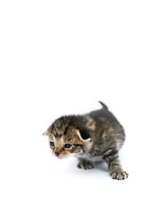 Image showing Kitten over white background