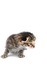 Image showing Kitten over white background