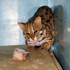 Image showing Ocelot