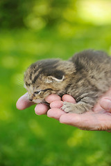 Image showing Hands of senior woman holding little kitten