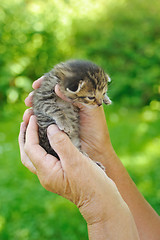 Image showing Hands of senior woman holding little kitten