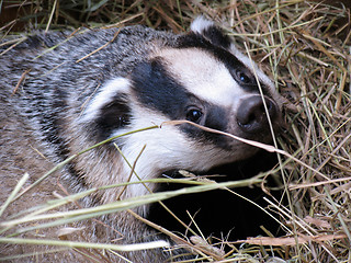 Image showing Badger