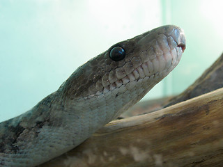 Image showing Boa