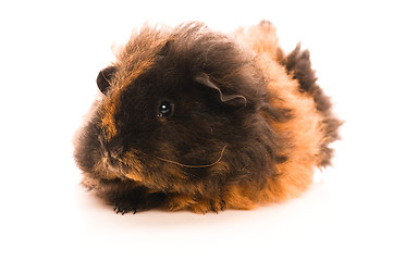 Image showing baby guinea pig