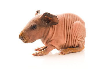 Image showing skinny guinea pig