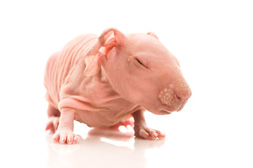 Image showing skinny guinea pig