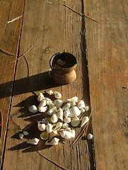 Image showing Shells