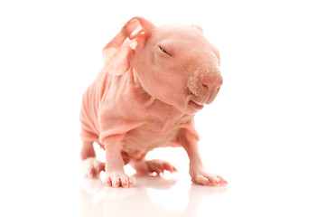 Image showing skinny guinea pig