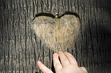 Image showing heart carved in tree trunk