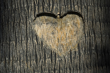 Image showing heart carved in tree trunk