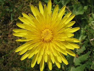 Image showing dandelion