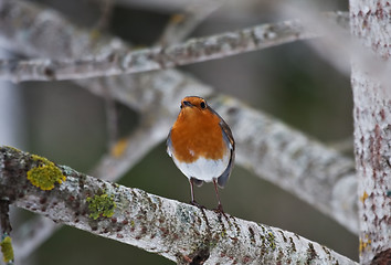 Image showing Red robin