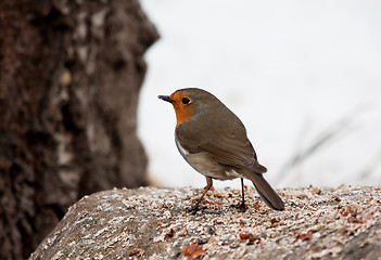 Image showing Red robin