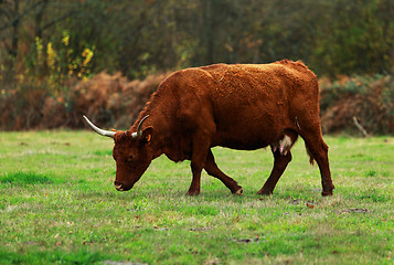 Image showing Brown cattle