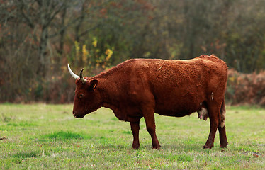 Image showing Brown cattle