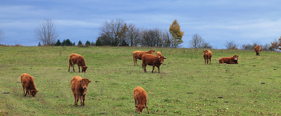 Image showing Herd of cattles