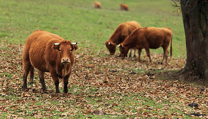 Image showing Cattles