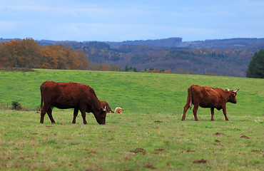 Image showing Brown cattles 