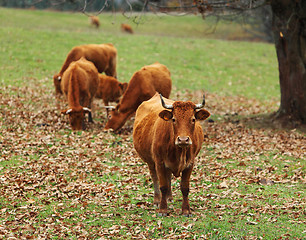 Image showing Cattles