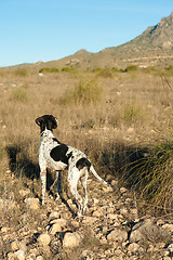 Image showing Pointer hunting dog