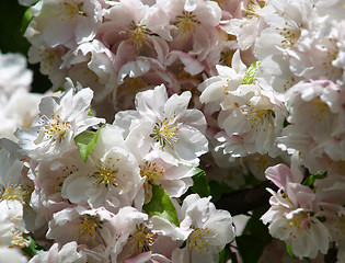 Image showing apple blossoms in spring