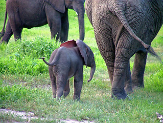 Image showing Baby elephant