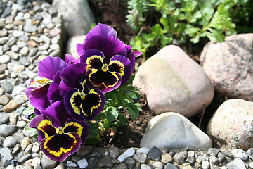 Image showing Pansies among stones