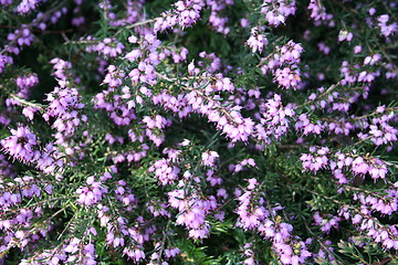 Image showing Heather