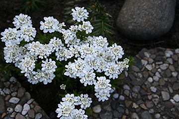 Image showing White flowers among stones